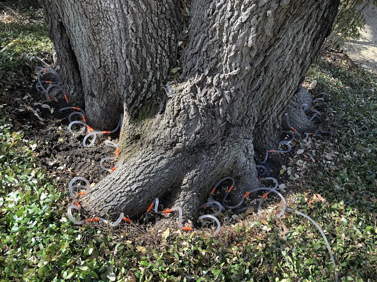Detailed Tree Cabling and Bracing job site in Maple City