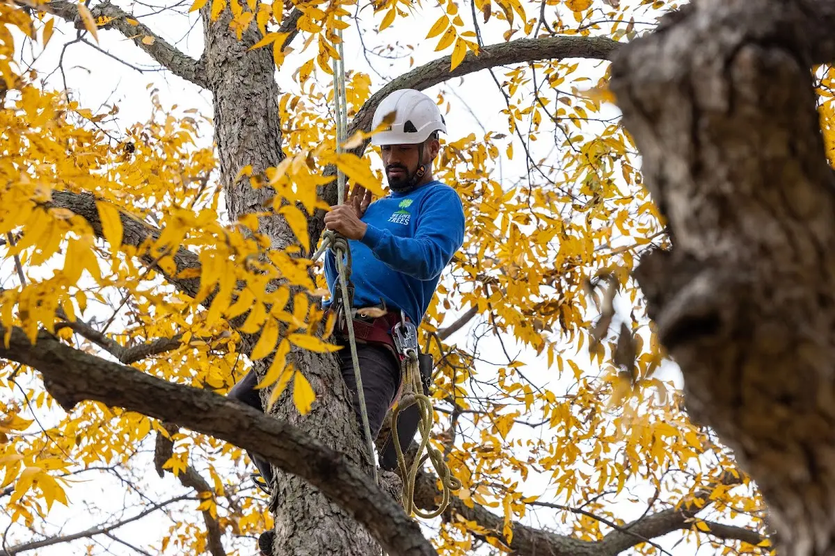 Skilled Tree Transplanting crew working in Maple City